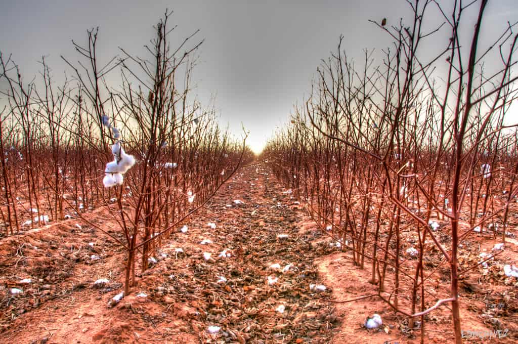 Daily Photo-Cotton Balls