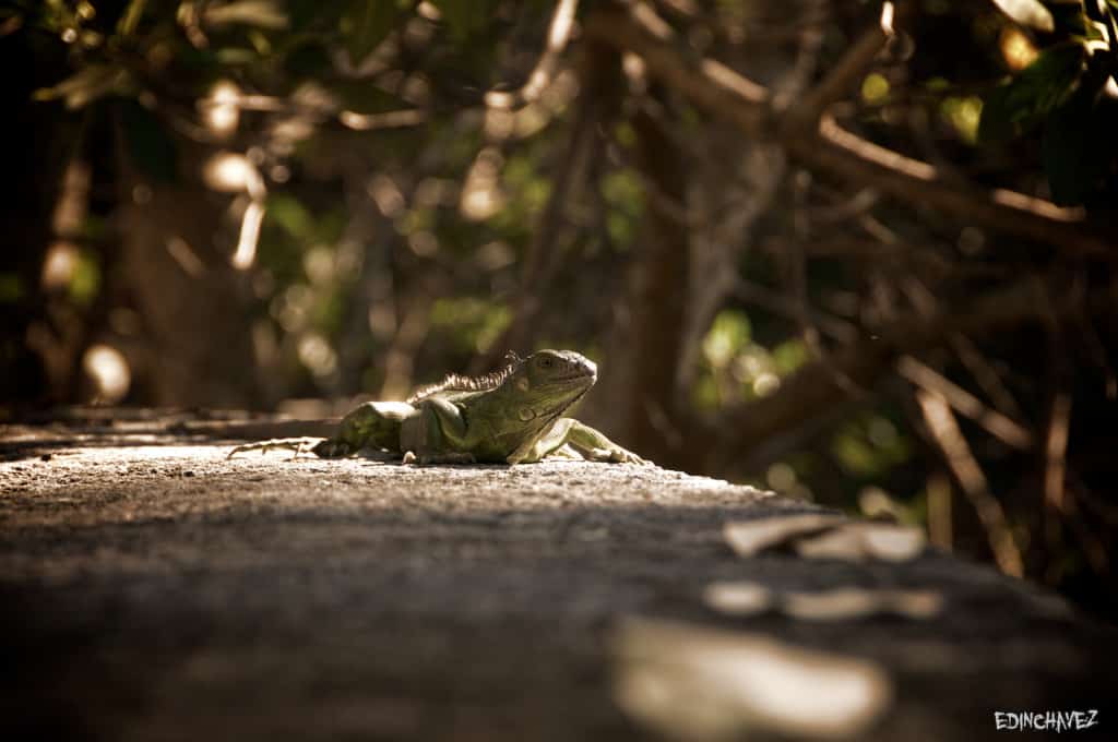 Daily Photo-Reptiles