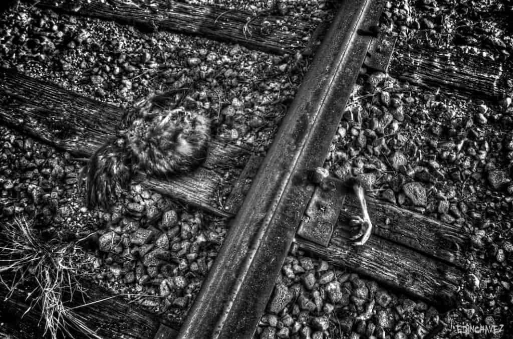 Daily Photo-Chicken Leg