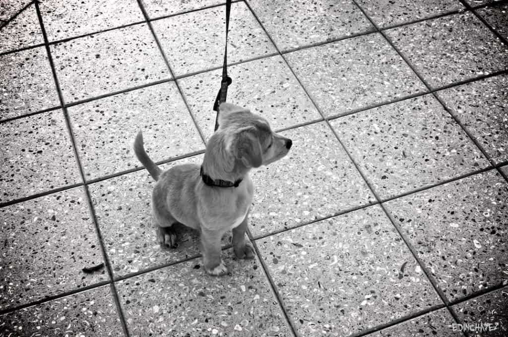 Daily Photo-Puppy Love