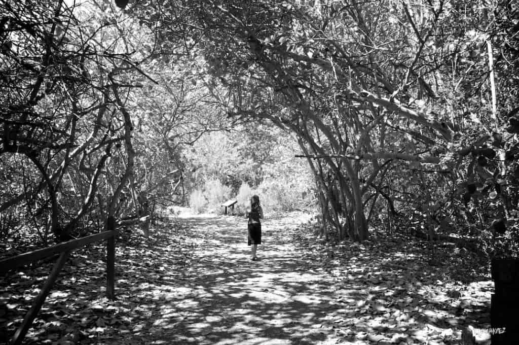 Daily Photo-Afternoon Walk