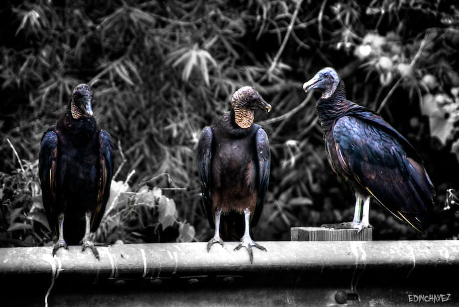 Daily Photo-Vulture Gossip