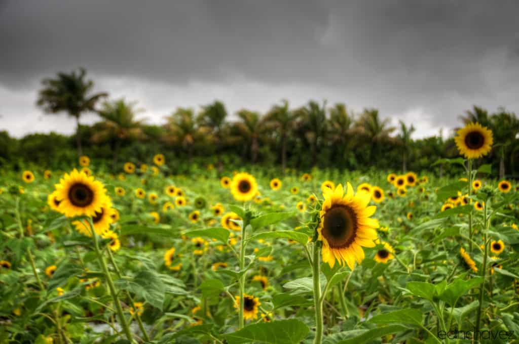 Shot of the Day-Flower of the Sun