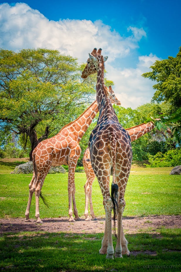 Animals are Beautiful