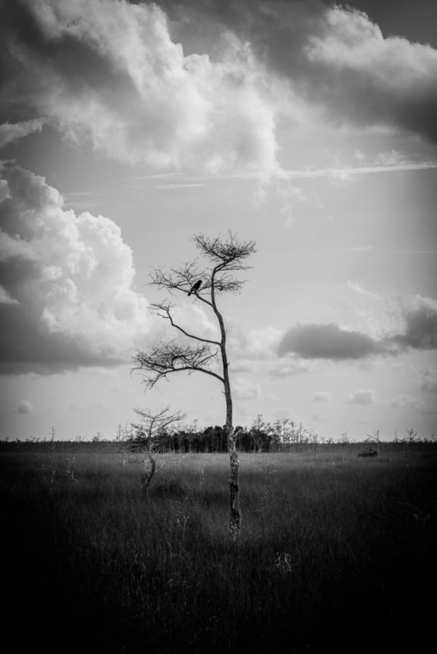 Crows at the Everglades