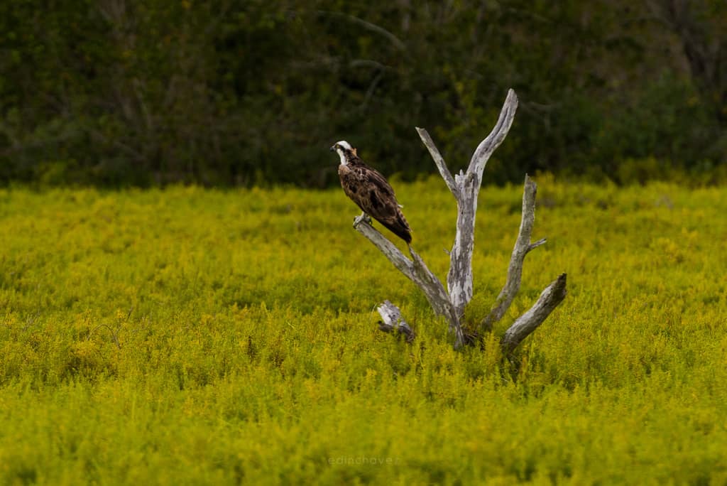 Everglades (290 of 711)-5