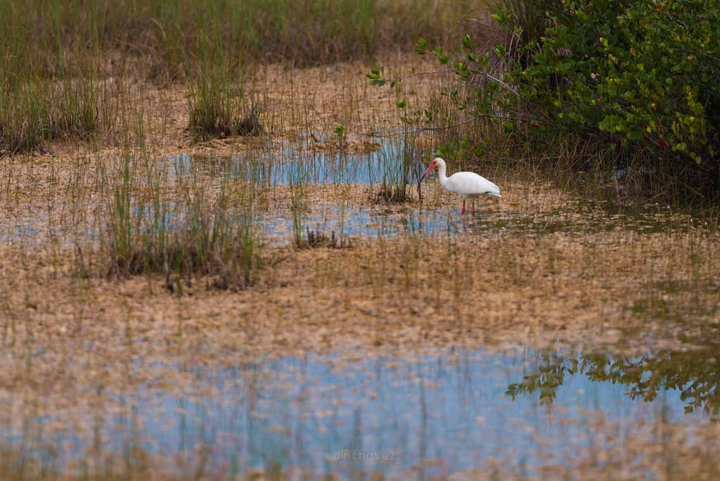 Everglades (574 of 711)-2