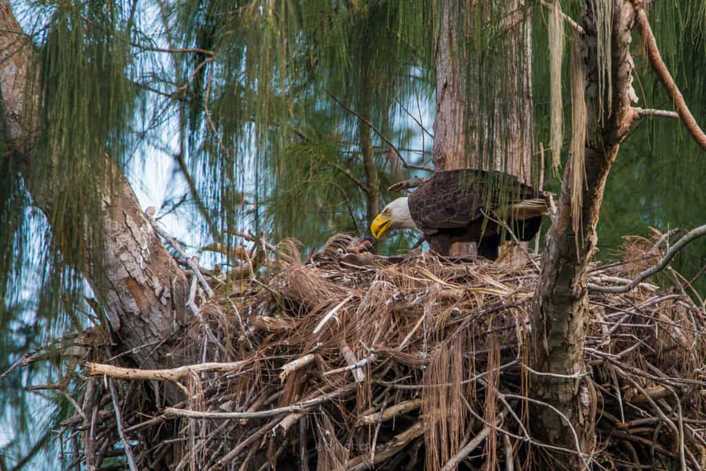 The American Bald Eagle