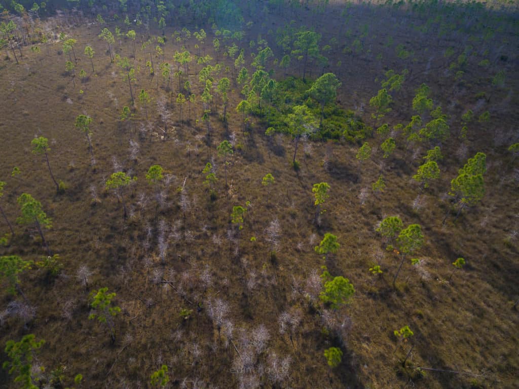 Beautiful Light at the Everglades