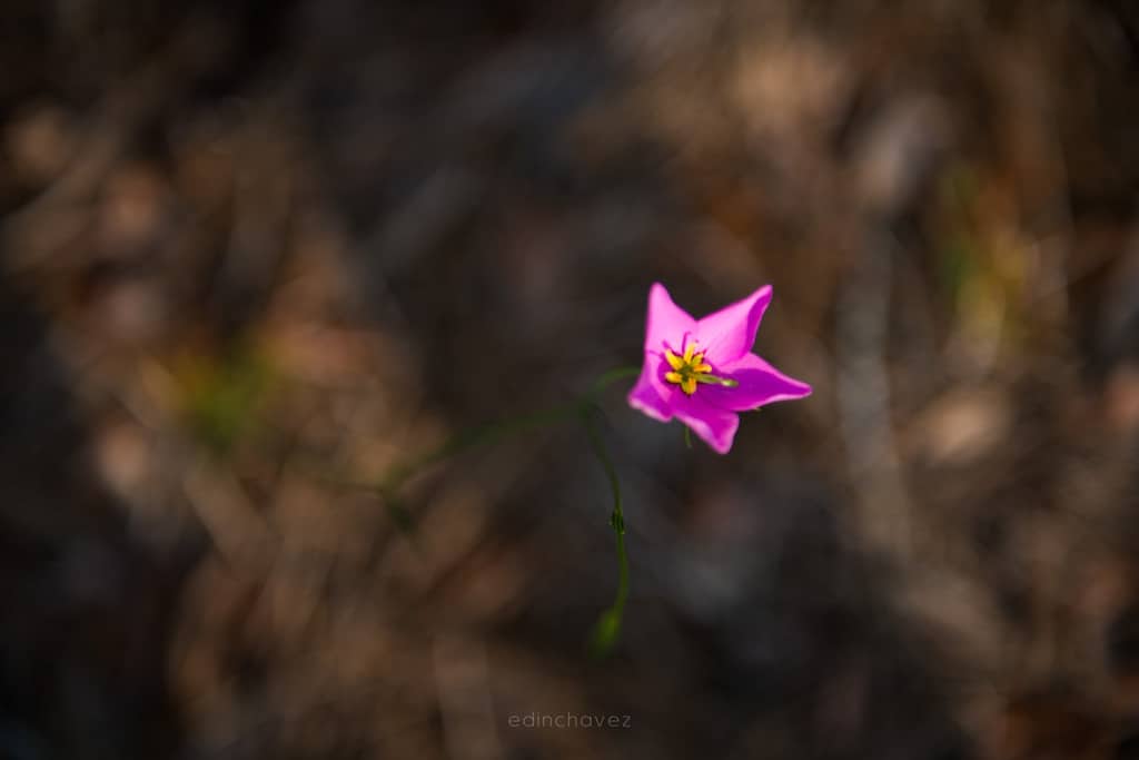 bok-tower-224-of-313