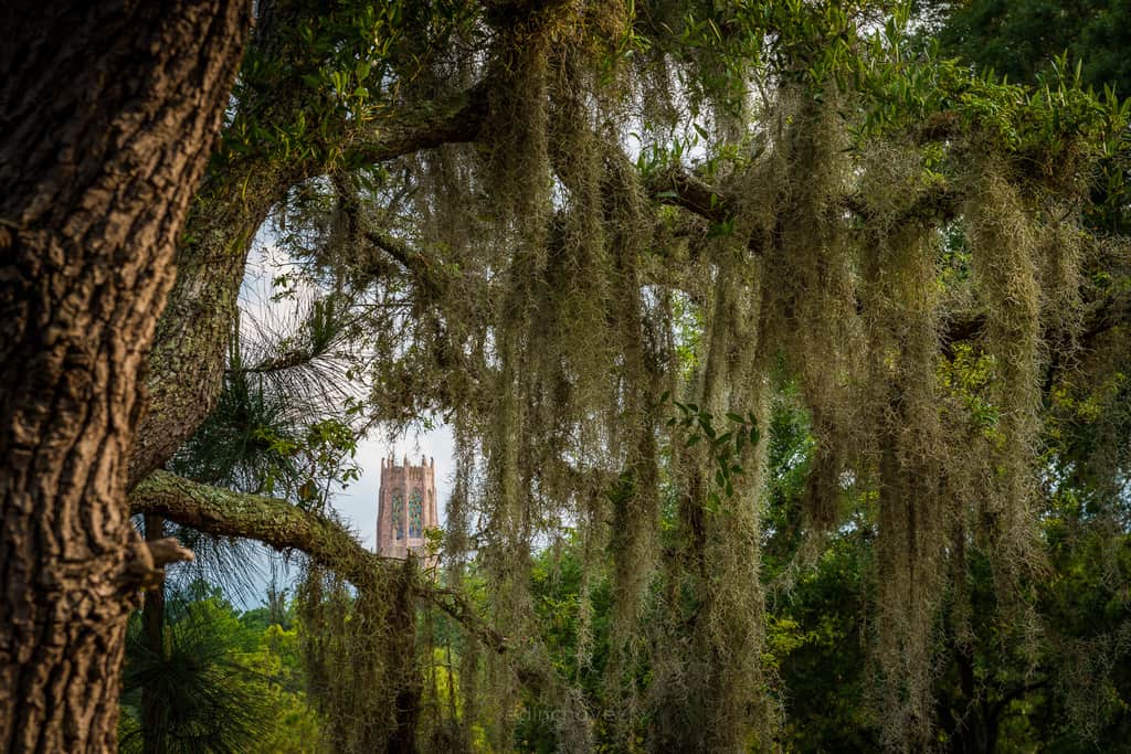 bok-tower-242-of-313