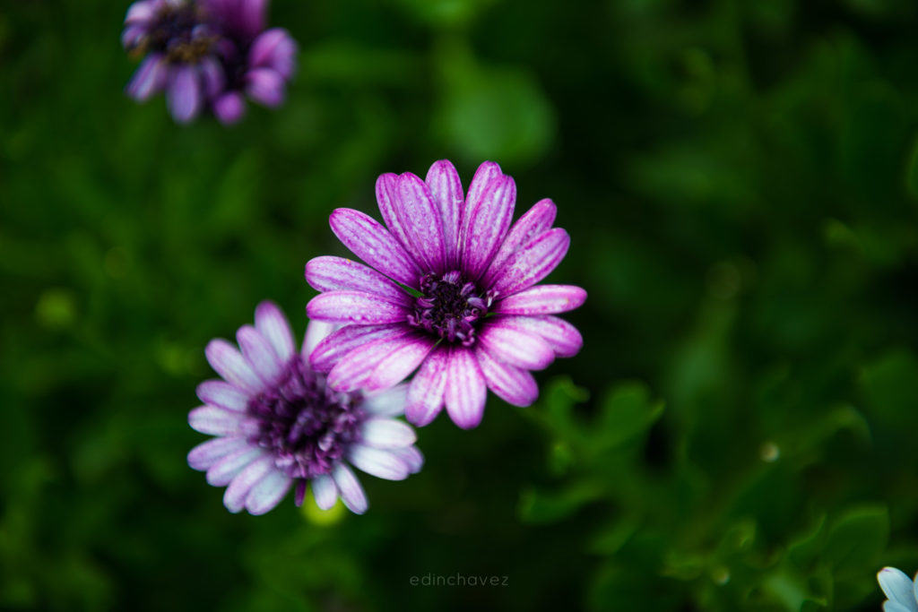 Flowers at Bok Garden