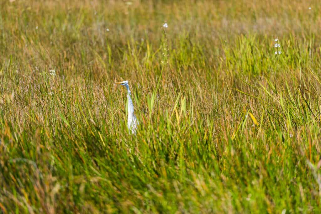 The Great Egret
