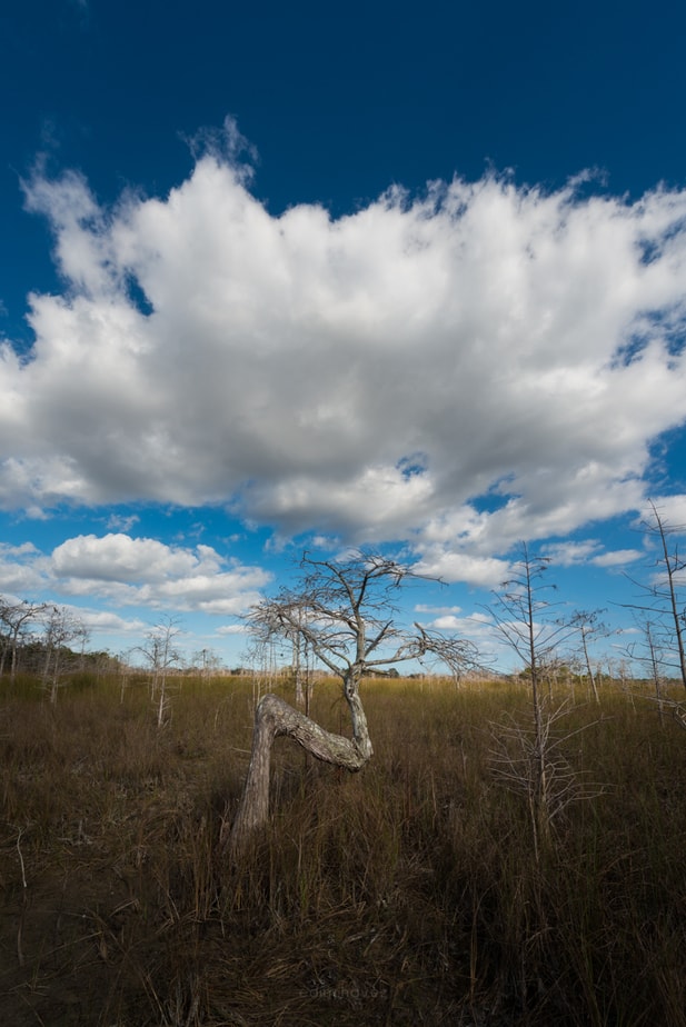 Where is the Z tree in the Everglades