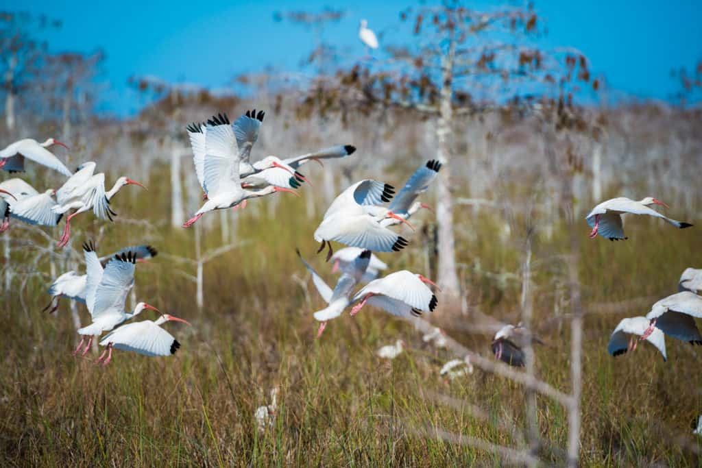 White Ibis at the Everglades