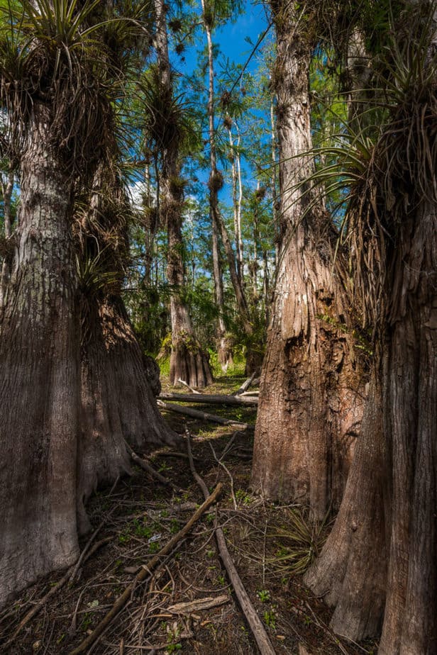 Everglades where nobody goes