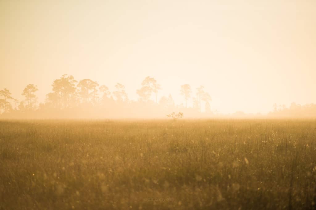 Everglades Mist