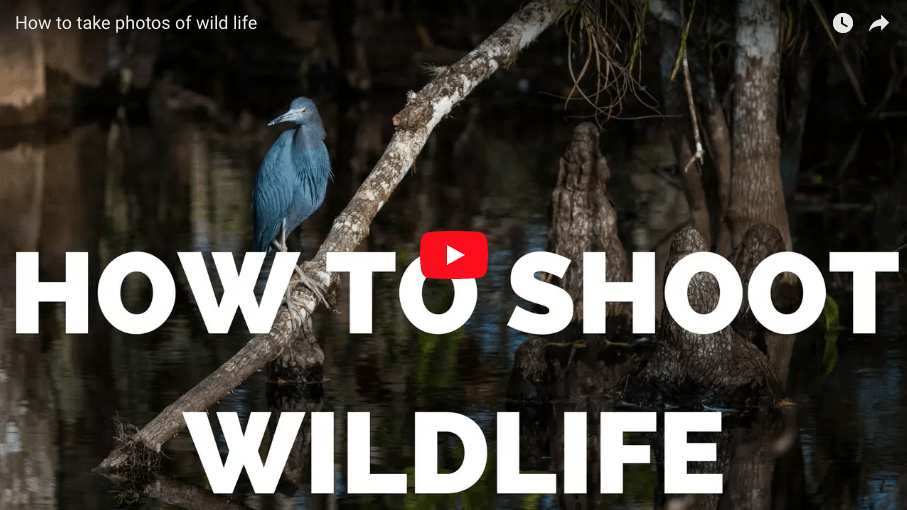 Wildlife photography