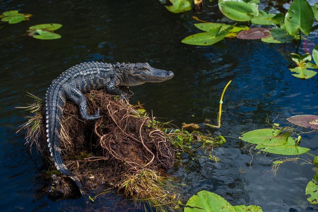 Best Everglades National Park Photography Spots