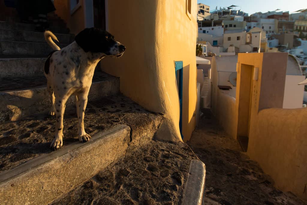 The Streets of Santorini Dogs and Cats