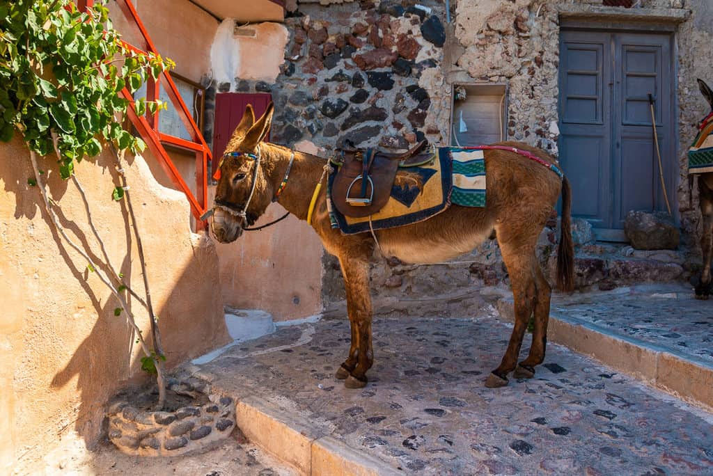 Santorini Donkeys best Photography Spots in Santorini 