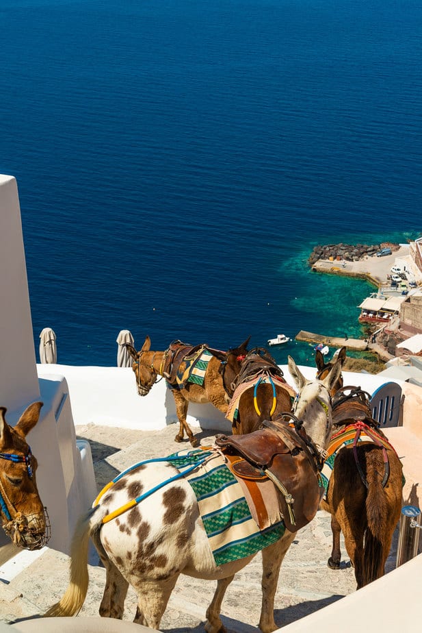 Santorini Donkeys best Photography Spots in Santorini 