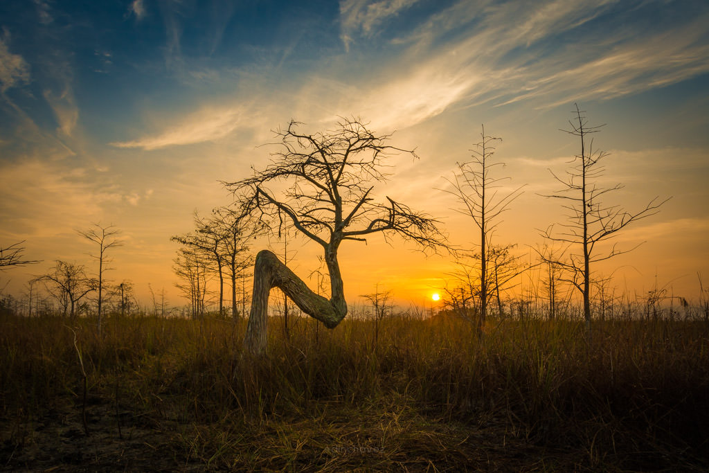 Nikon 14-24 Lens Review best nature lens for pro photographers