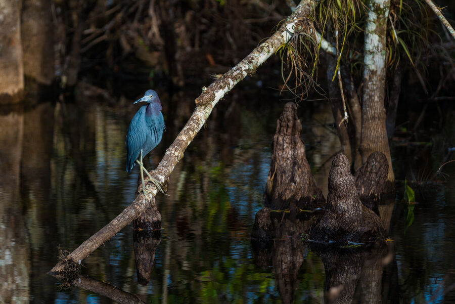 Wide format fine art photograph of Everglades National Park at the blue hour, infinite horizon line separating dark earth from indigo sky