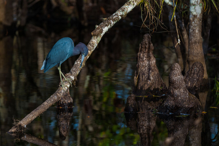 Fine art nature print of a great blue heron standing motionless in an Everglades tidal flat, sharp against a pastel dusk sky