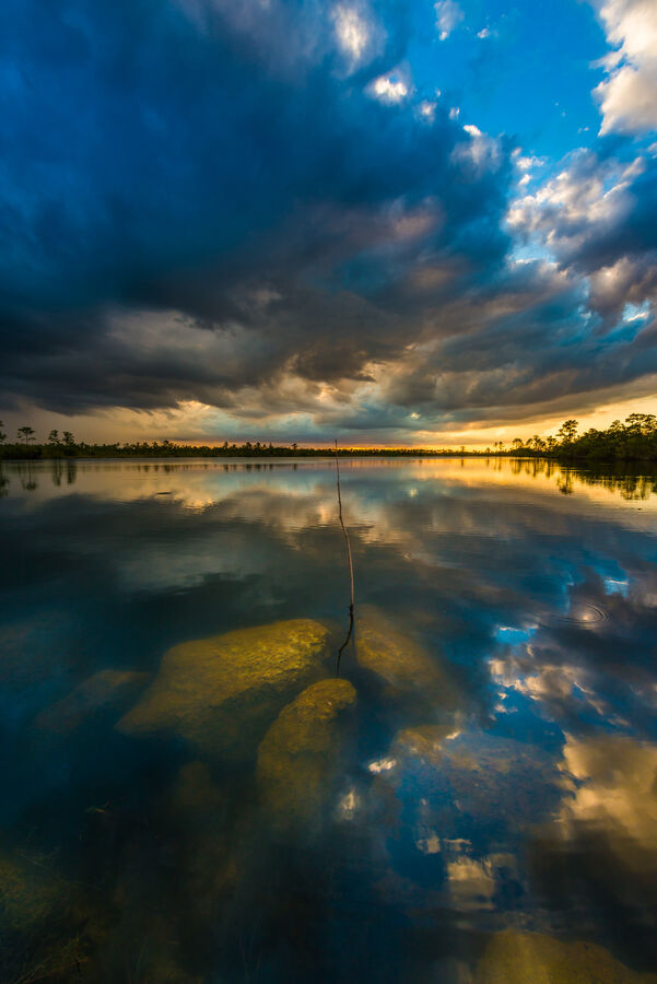 Atmospheric fine art print of a lone cypress tree reflected in the glassy stillness of an Everglades freshwater slough at twilight