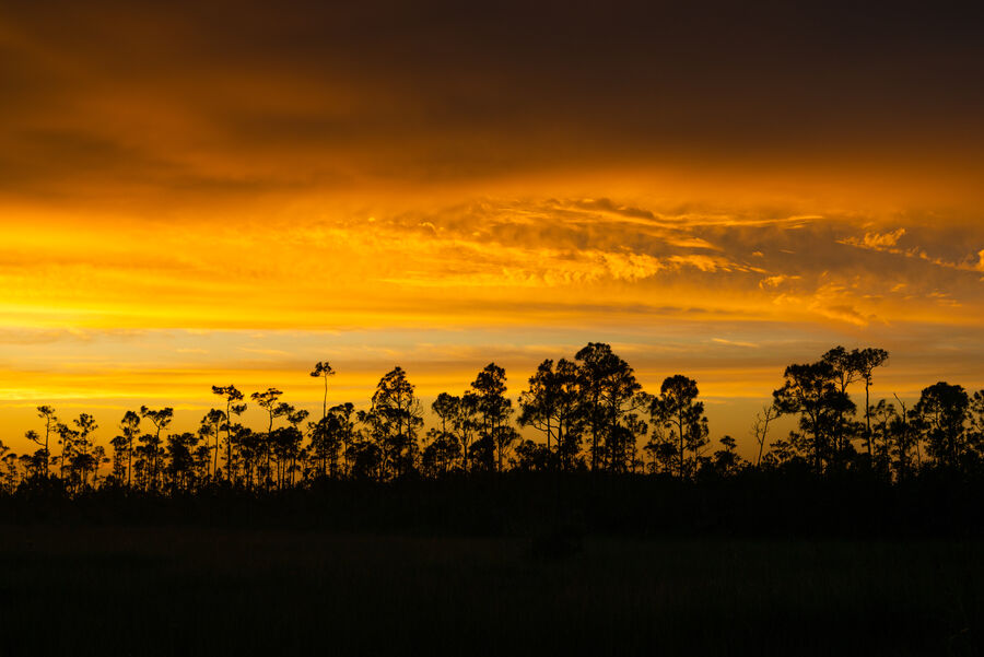 Fine art photograph of weathered Everglades pine trees standing in silhouette against a deep amber sunset sky