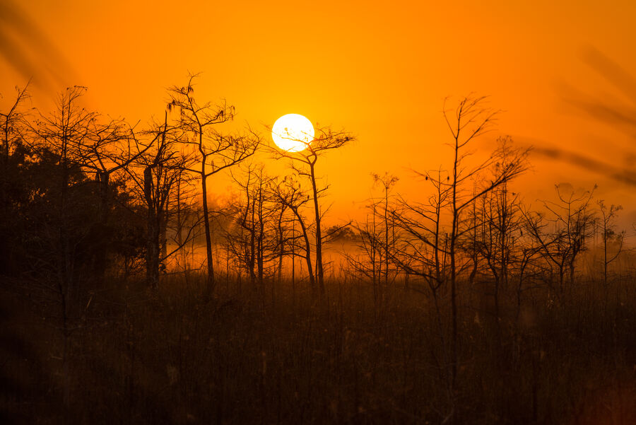 Fine art landscape print of soft morning light filtering through Everglades cypress domes, shafts of gold breaking through the canopy