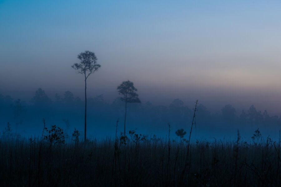 Fine art photograph of weathered Everglades pine trees standing in silhouette against a deep amber sunset sky
