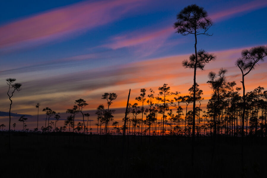 Fine art nature print of a great blue heron standing motionless in an Everglades tidal flat, sharp against a pastel dusk sky