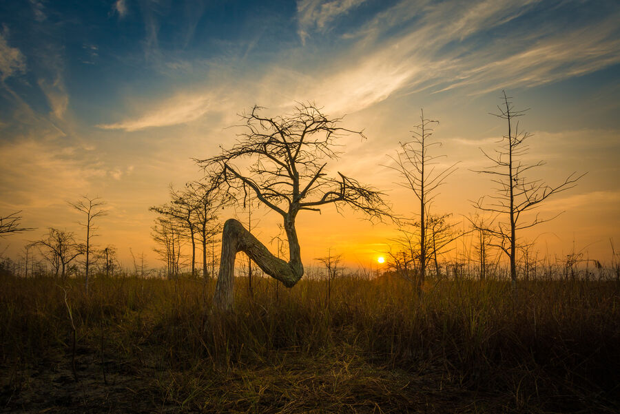 Fine art nature print of a great blue heron standing motionless in an Everglades tidal flat, sharp against a pastel dusk sky