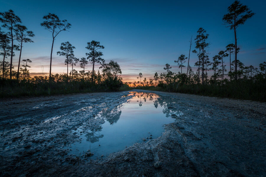 Fine art nature print of a great blue heron standing motionless in an Everglades tidal flat, sharp against a pastel dusk sky