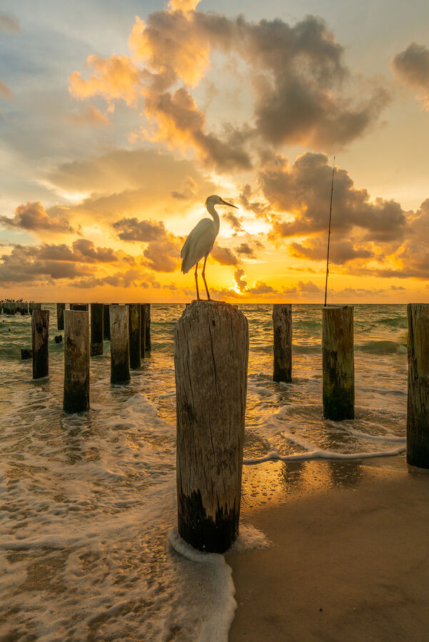 Fine art print of Naples Pier from the shore at sunrise, the pier silhouetted against a pastel Florida Gulf Coast morning sky