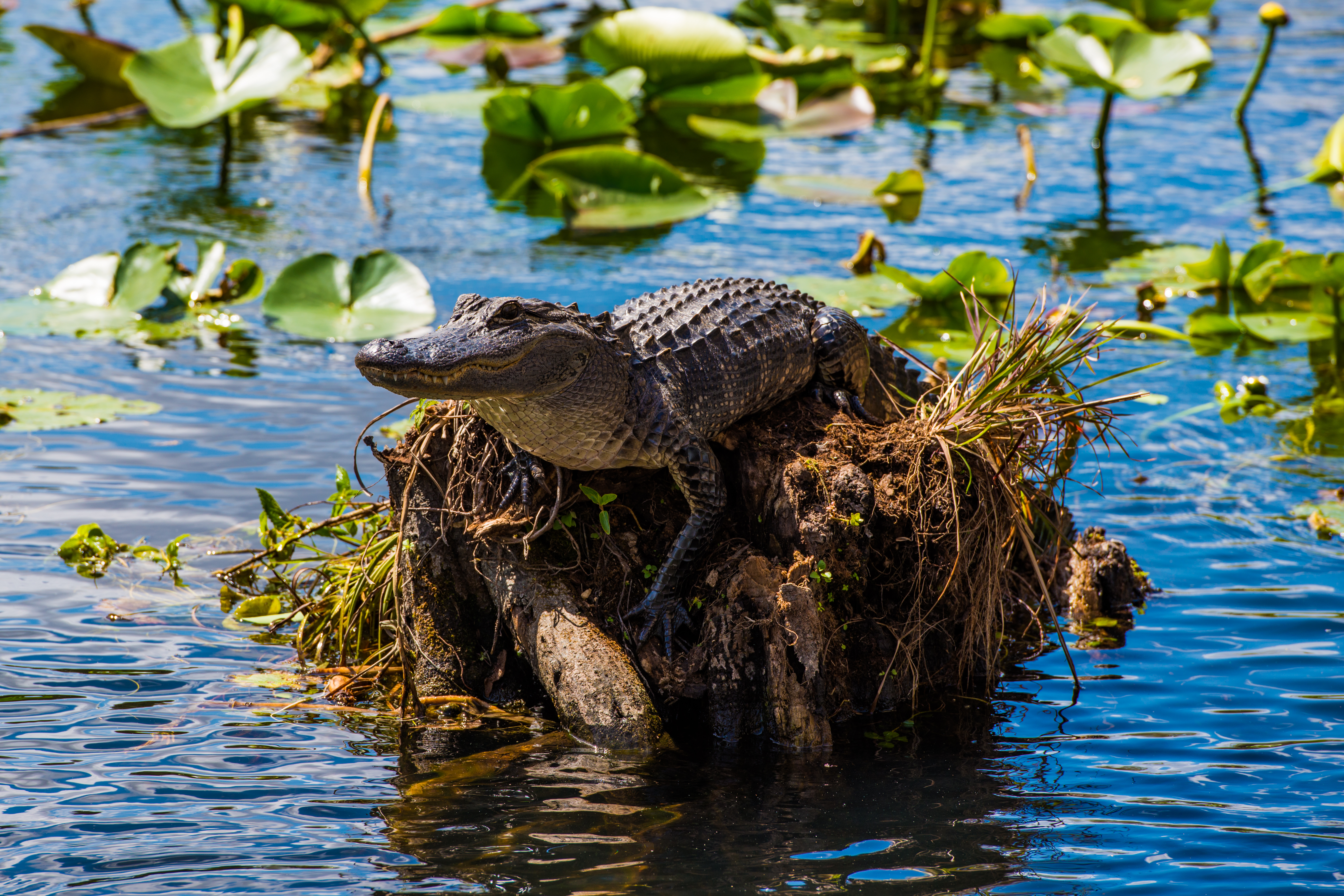 Everglades fine art photography print by Edin Chavez
