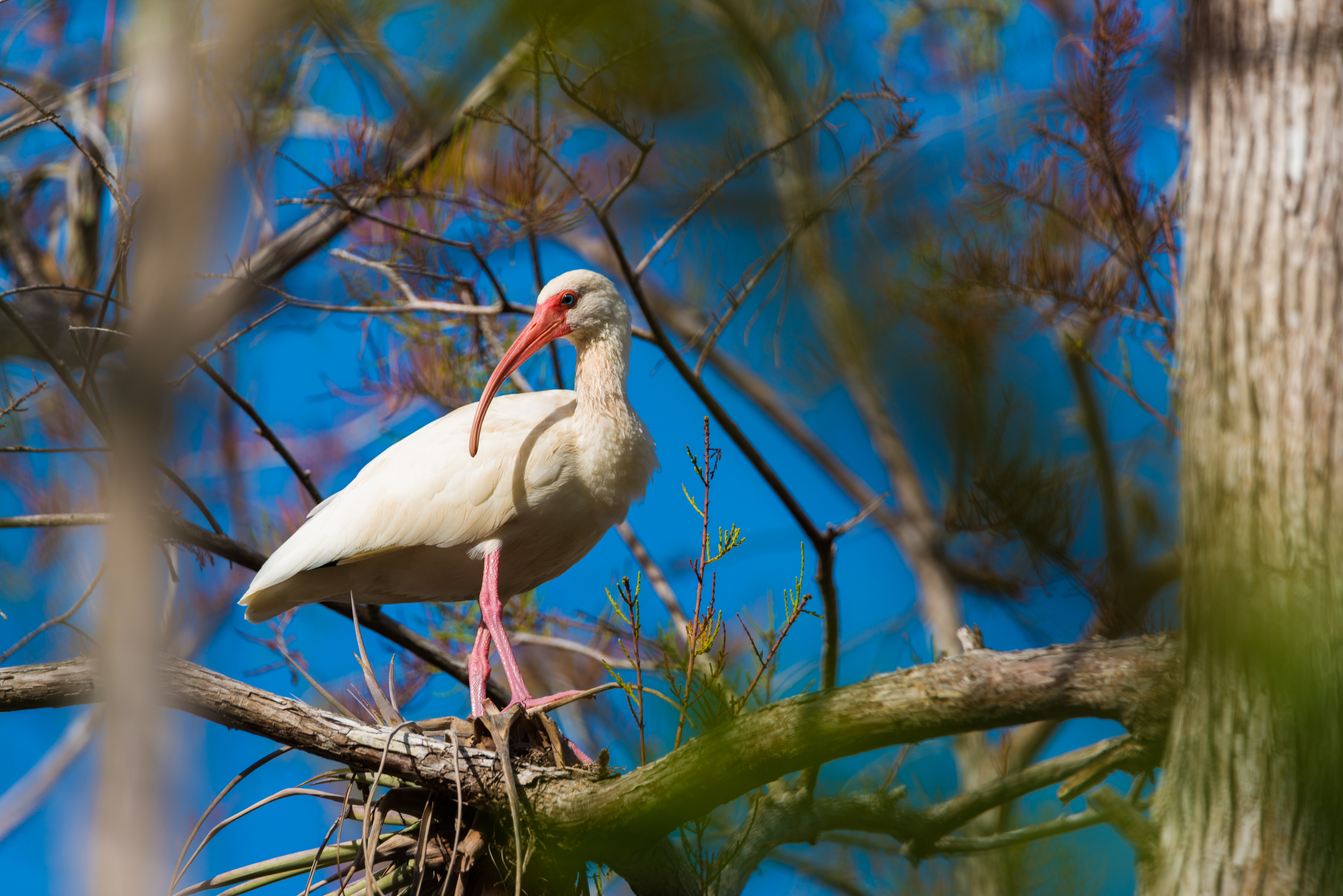 Everglades fine art wall art — Florida wetlands archival print — Everglades (14 Of 60)