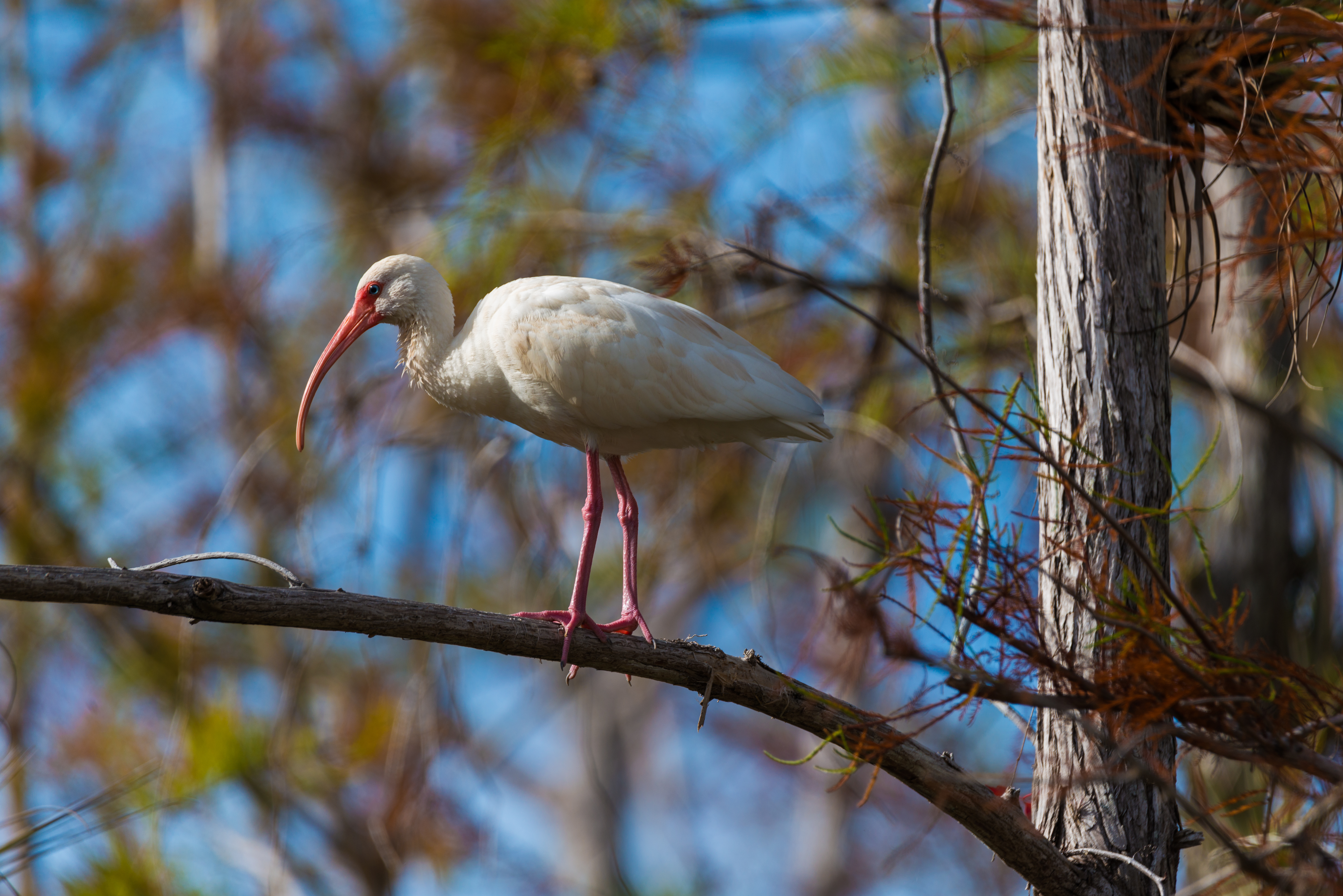 Archival Everglades wilderness print — wild Florida wetlands photography — Everglades (…