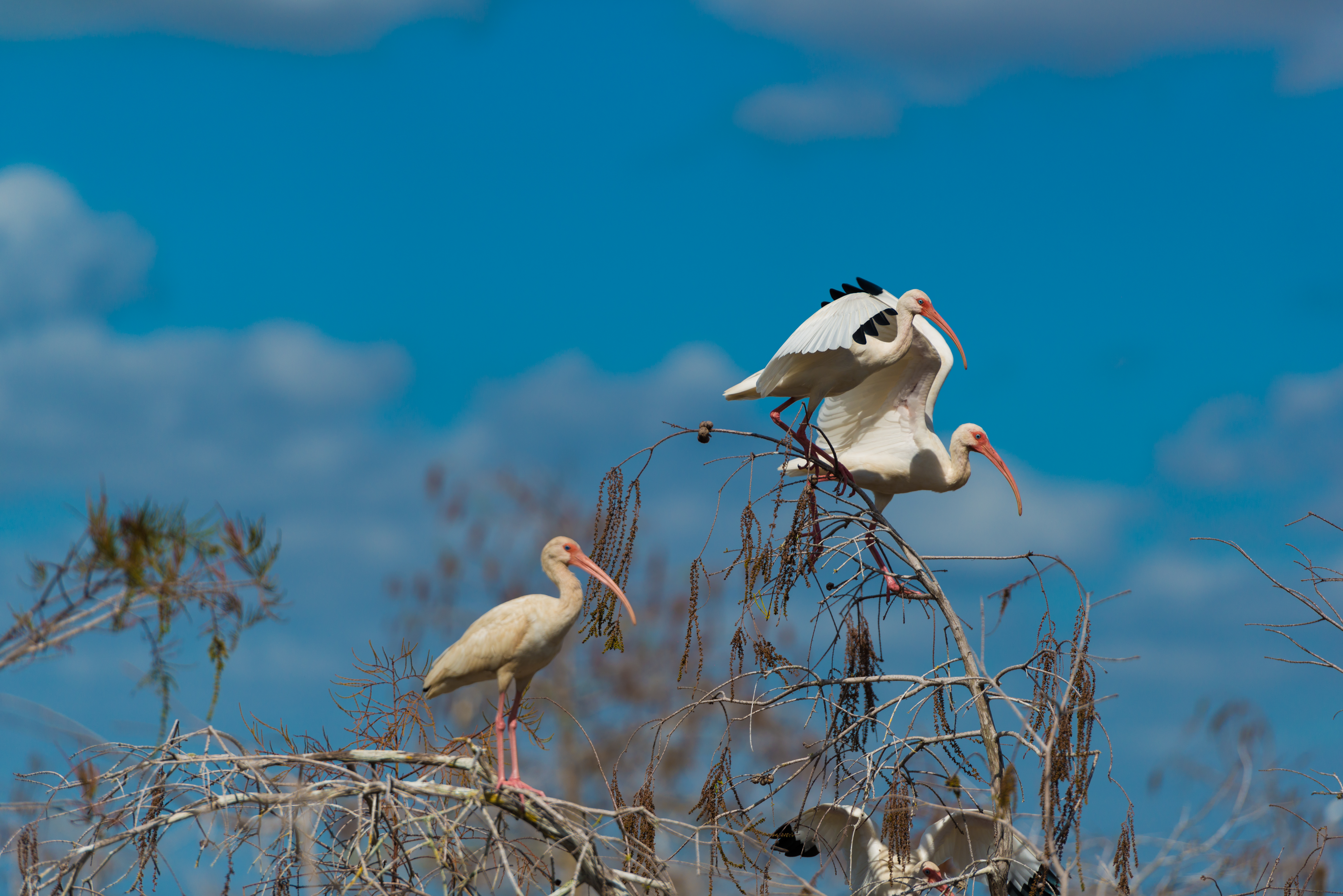 Everglades fine art wall art — Florida wetlands archival print — Everglades (16 Of 37)