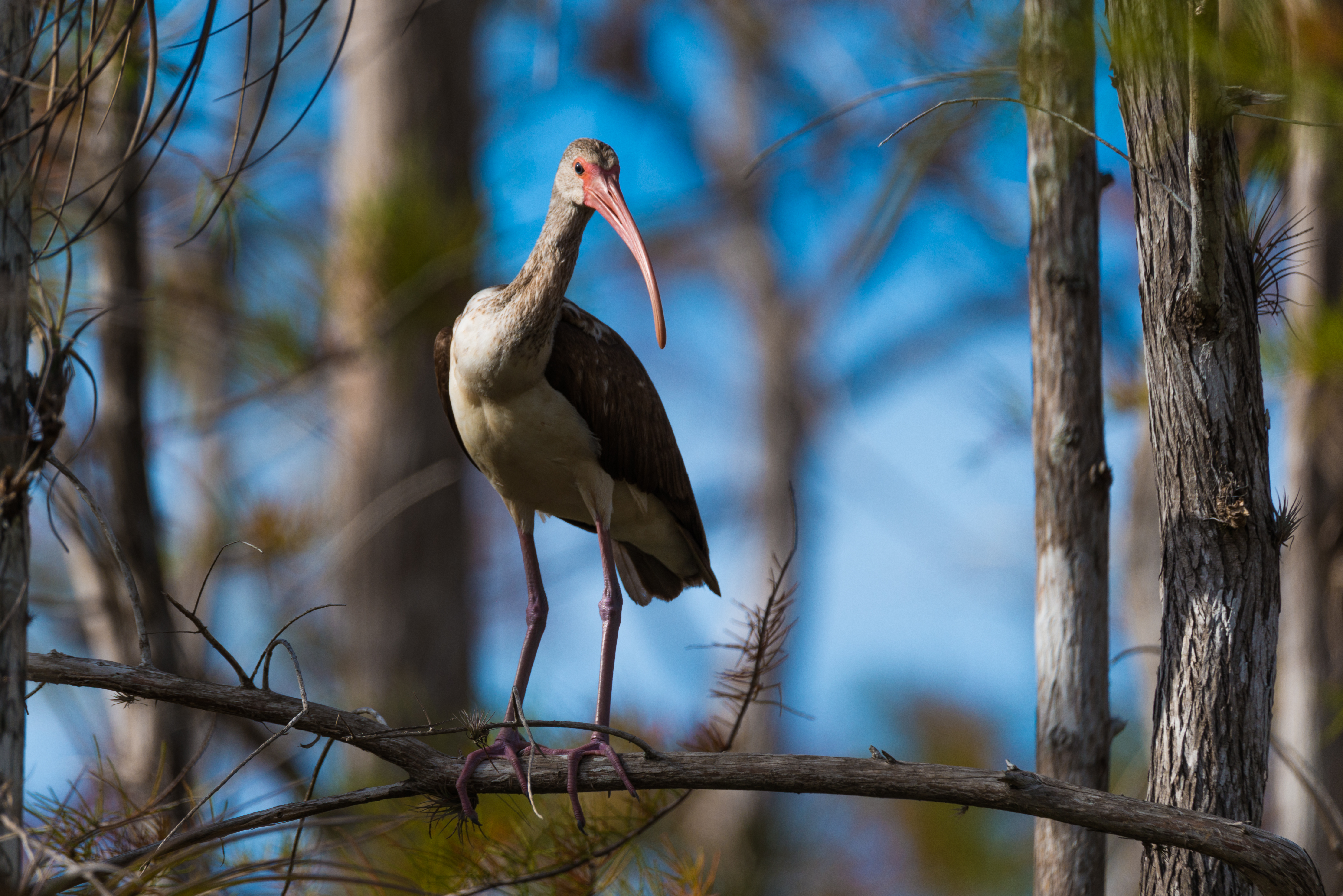 National Geographic quality Everglades photography — Florida wetlands print — Everglade…