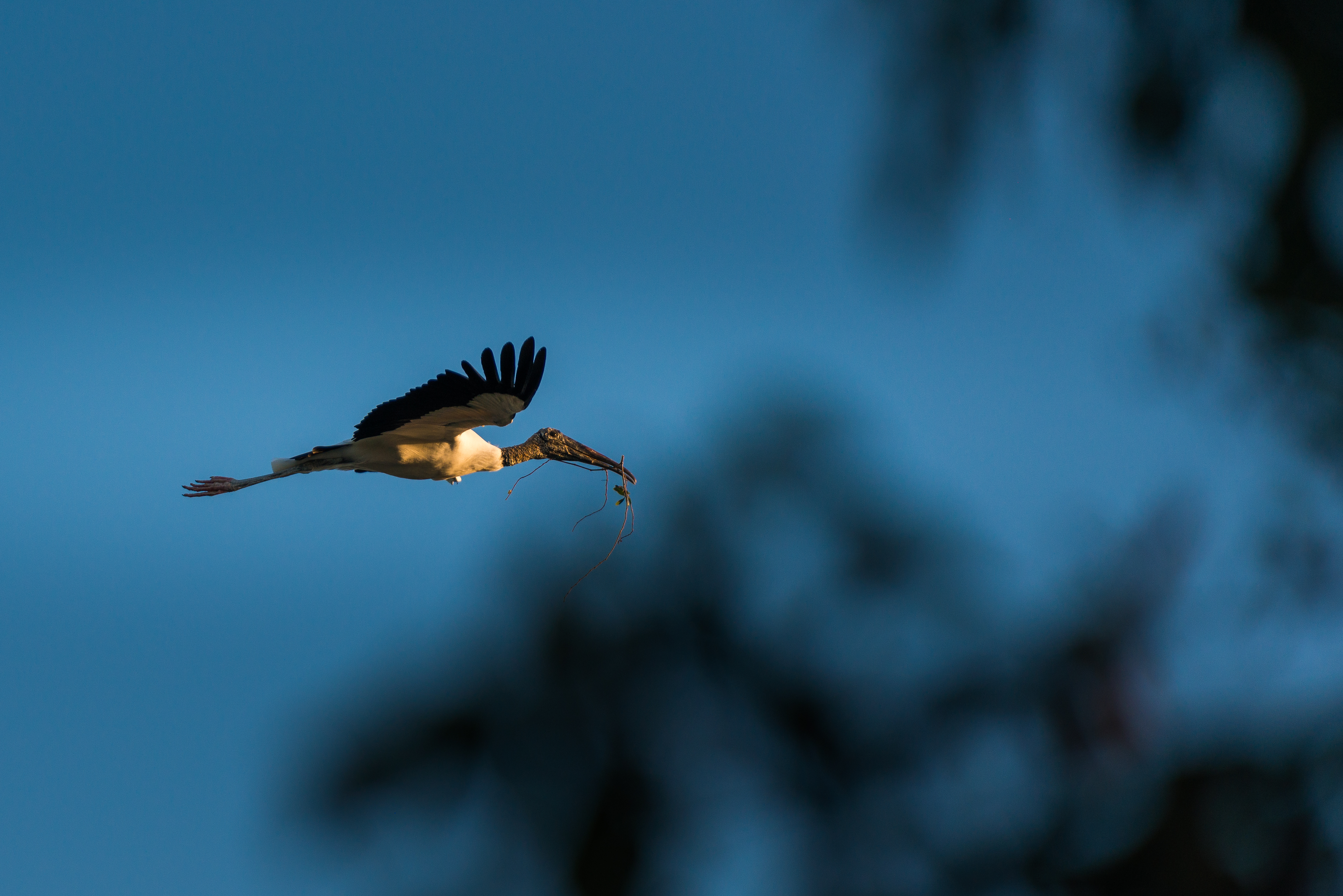 Florida, USA fine art photography print — Everglades by Edin Chavez — Everglades (17 Of…