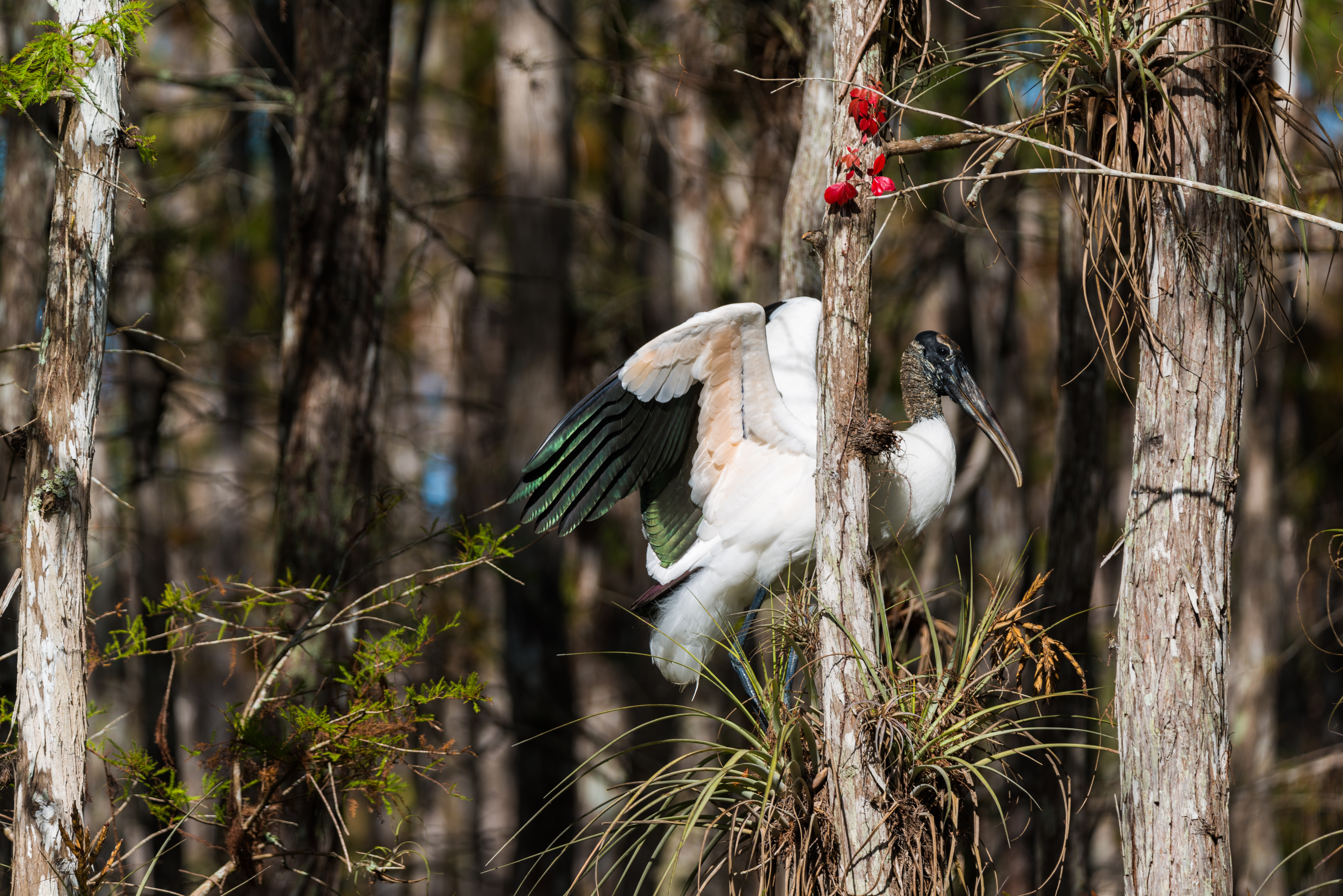 Everglades fine art photography print by Edin Chavez