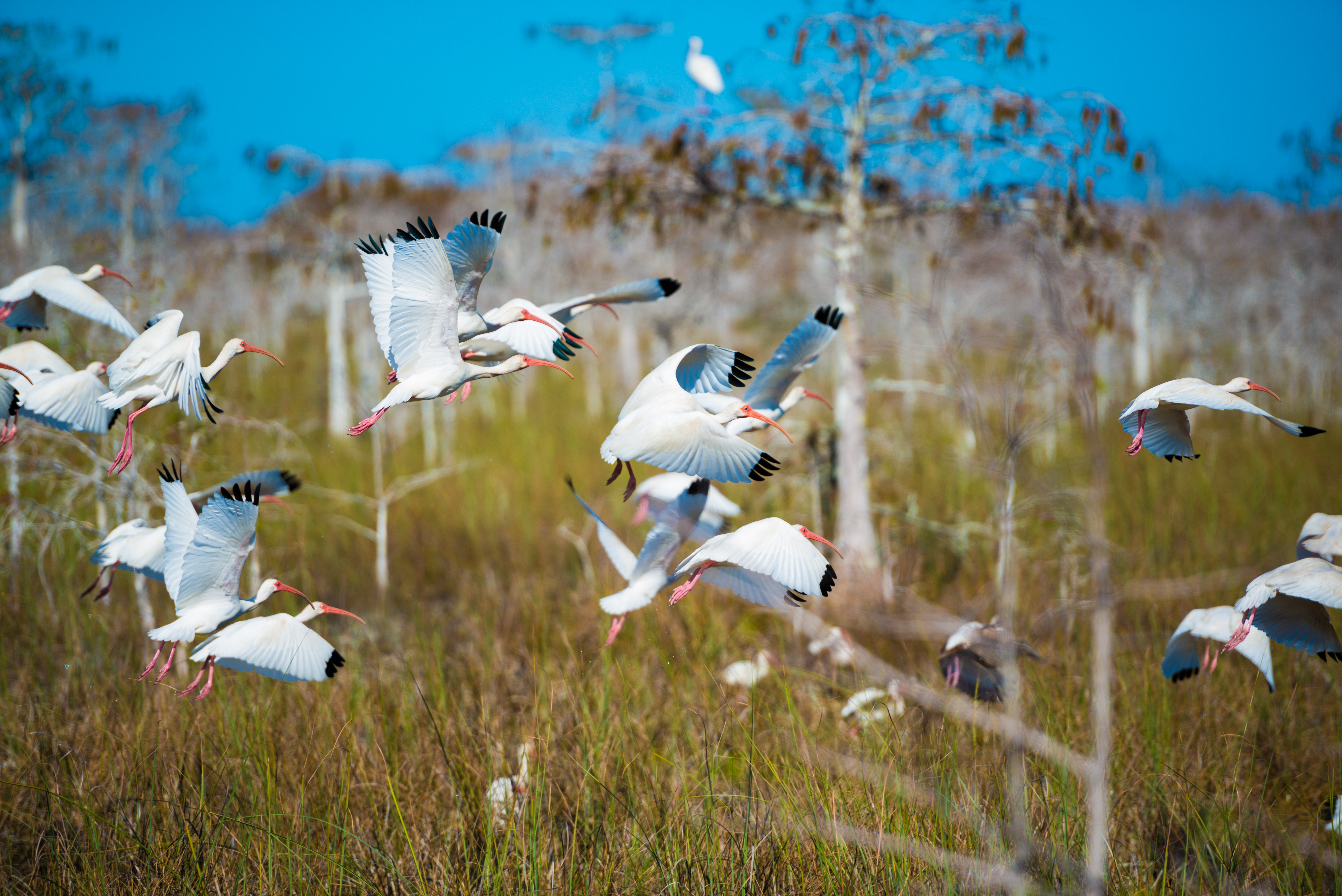 Florida wetlands fine art print — wild Everglades photography for collectors — Everglad…