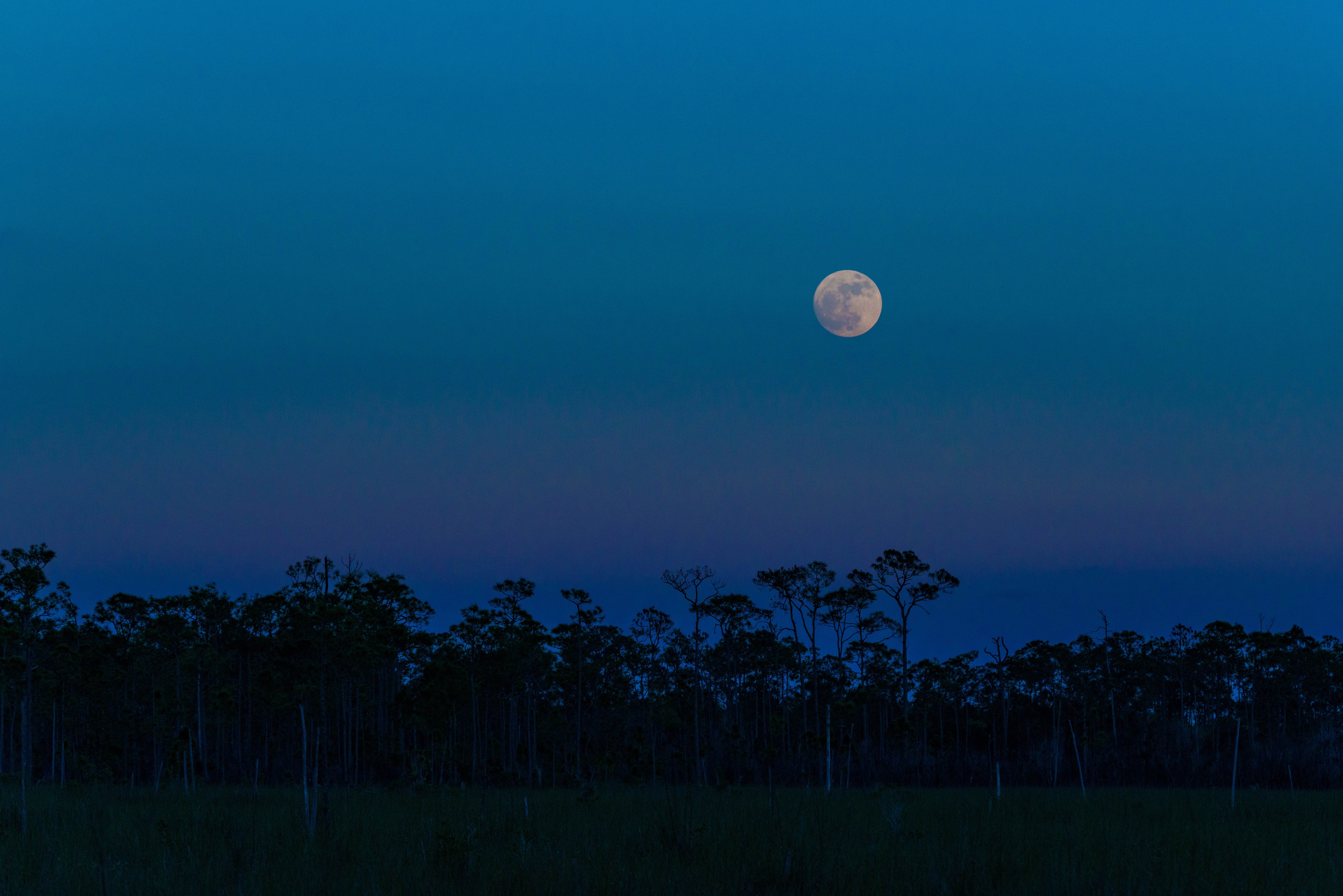 Collector fine art photography — wild Everglades Florida wetlands print — Everglades (2…