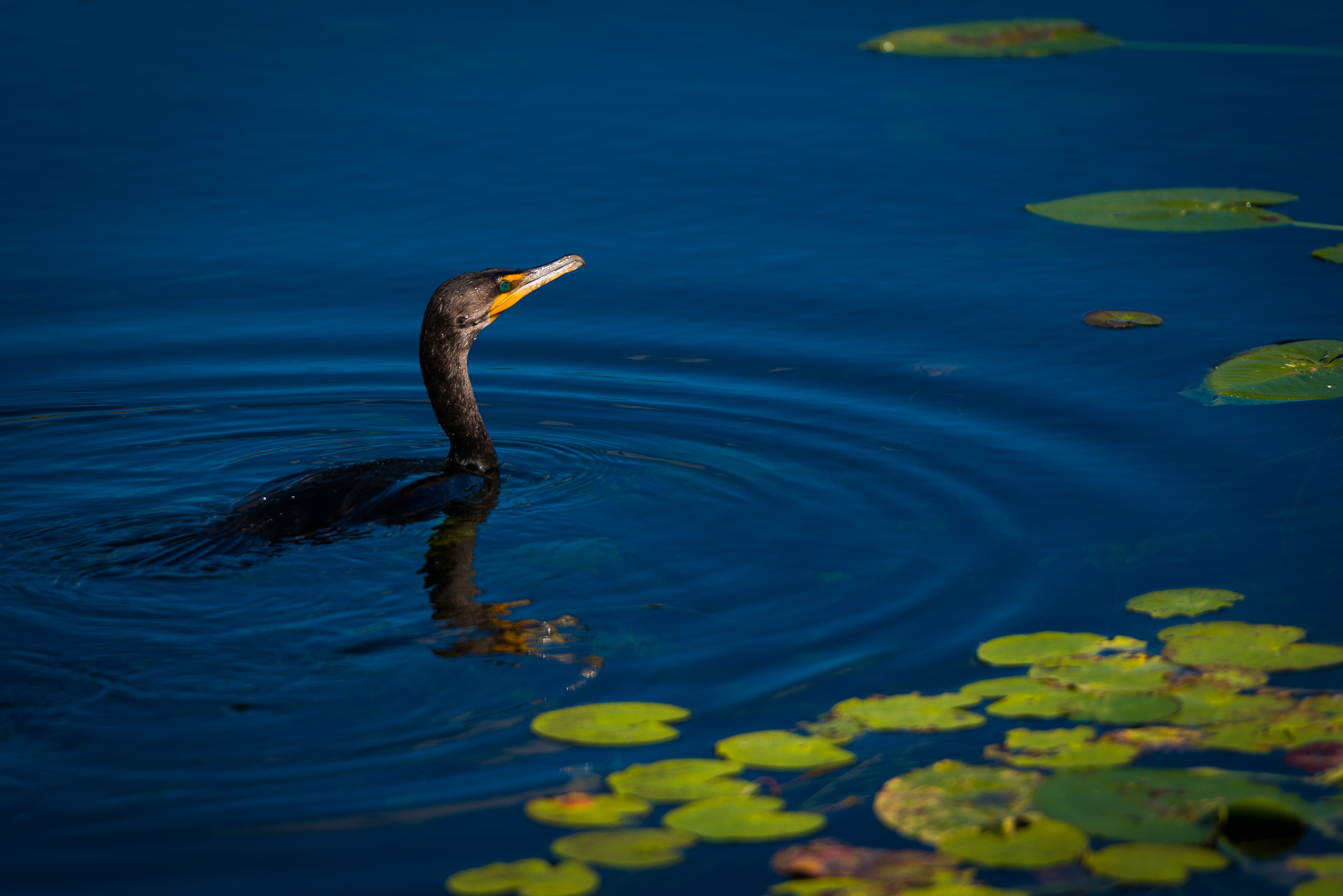Everglades fine art photography print by Edin Chavez