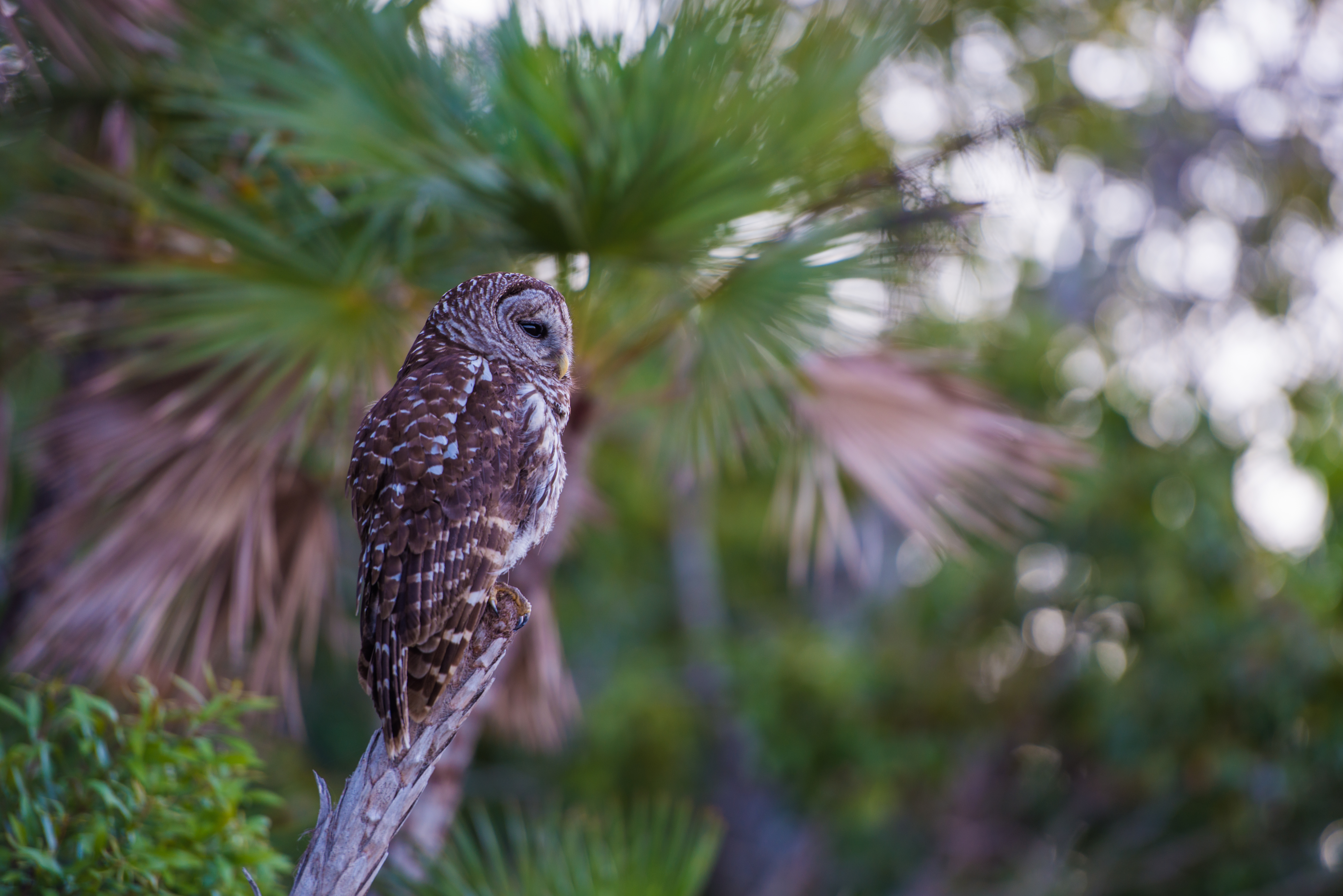 Buy wild Everglades photography — Florida wetlands archival fine art print — Everglades…