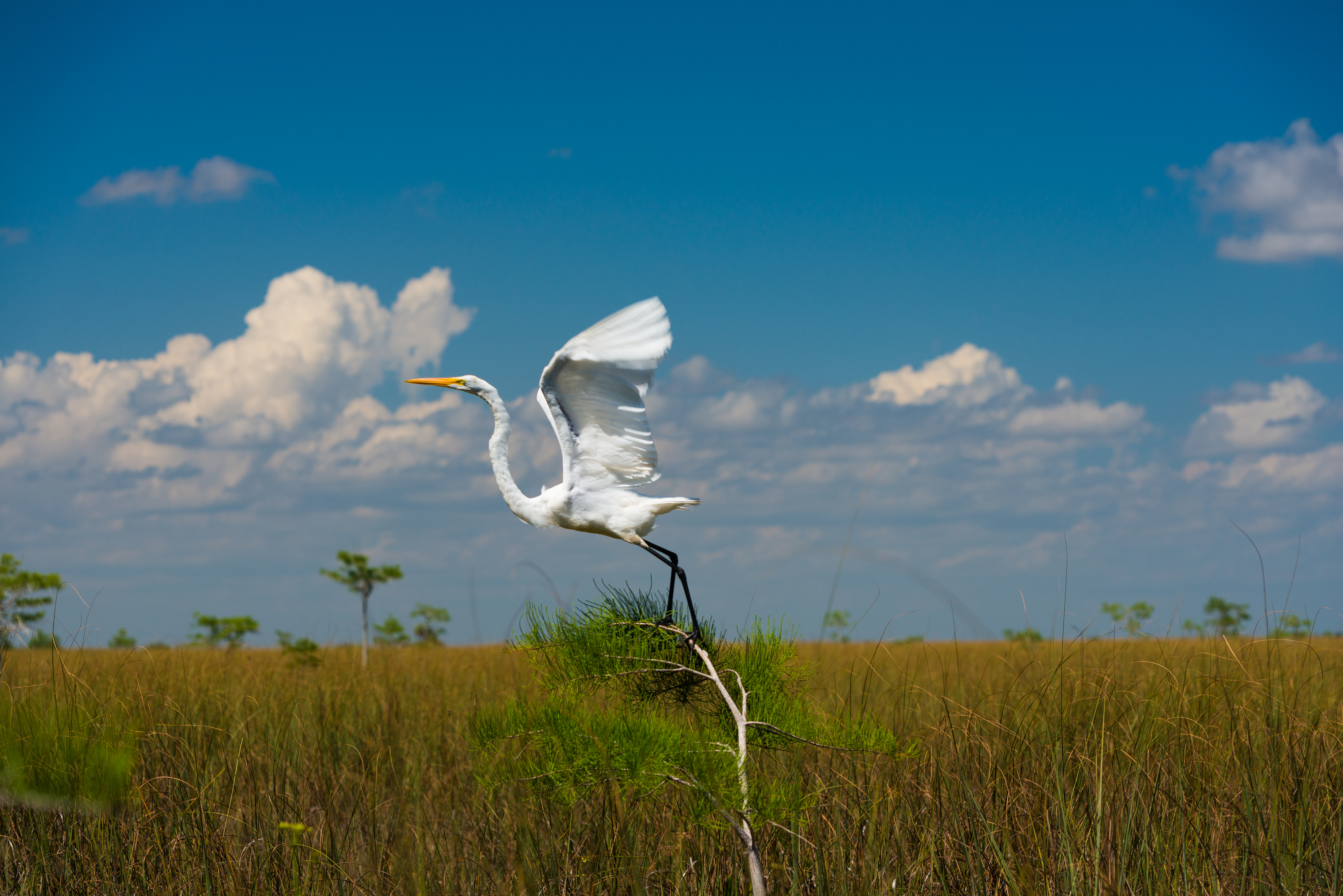 Fine art wilderness photography — Everglades Florida, USA print for sale — Everglades (…