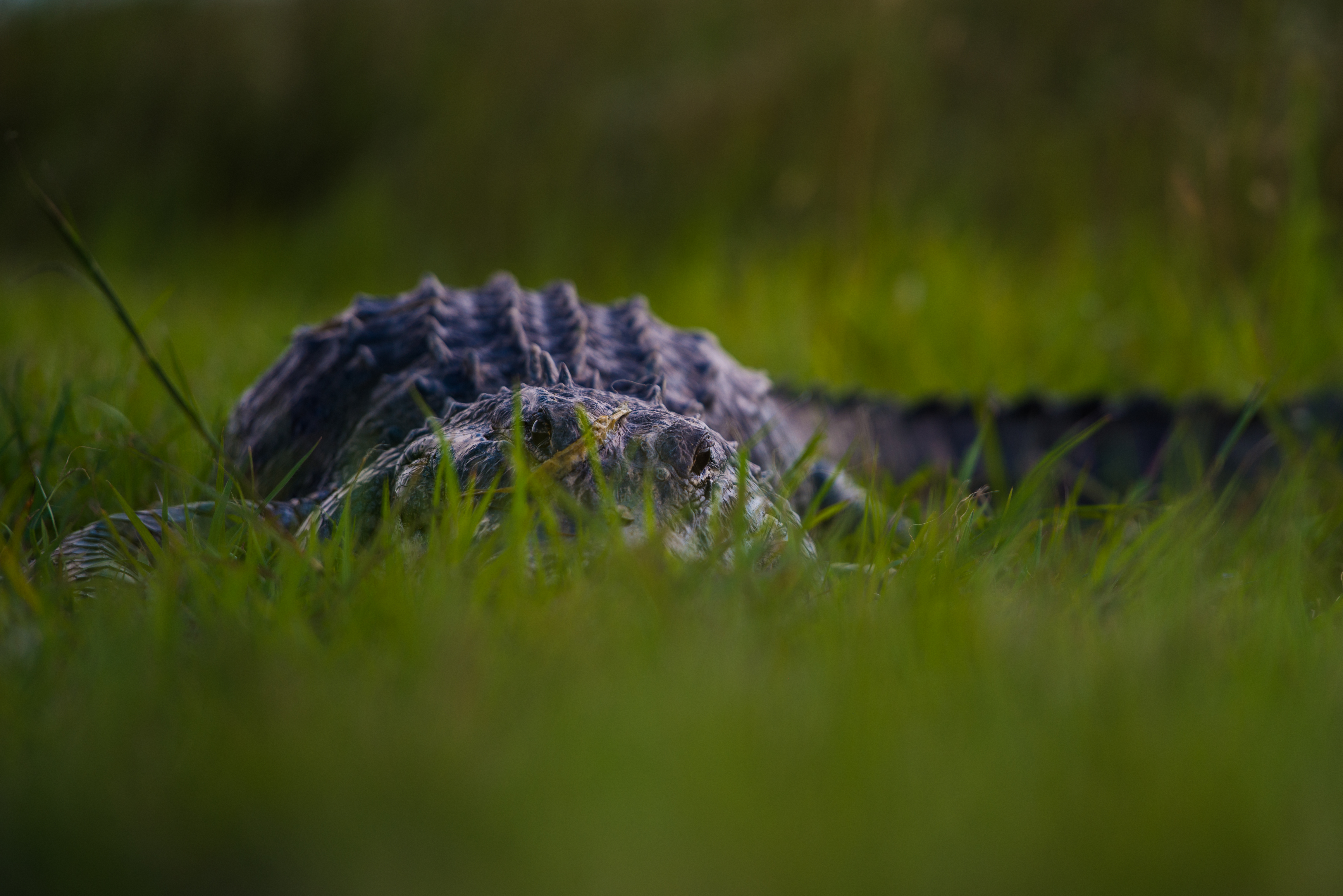 Everglades fine art photography print by Edin Chavez